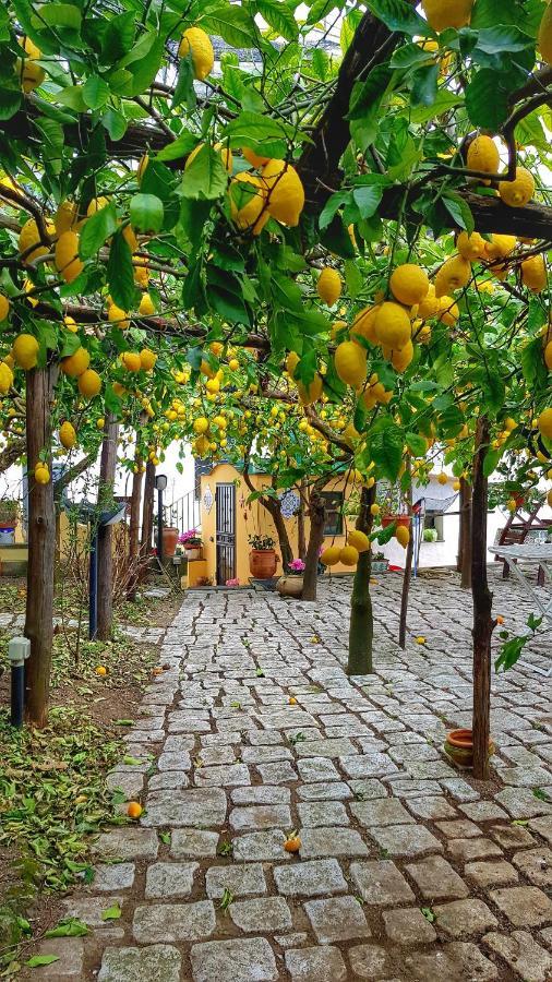 Il Limoneto Degli Angeli Villa Minori Exterior foto