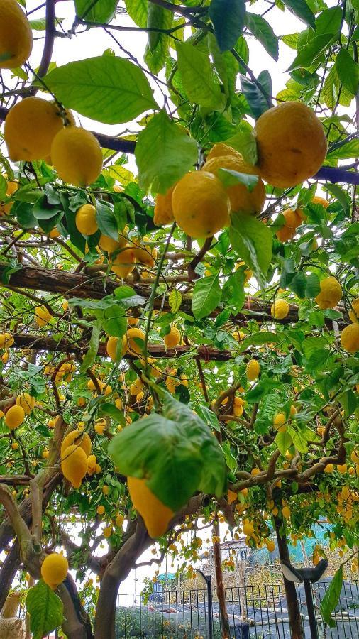 Il Limoneto Degli Angeli Villa Minori Exterior foto