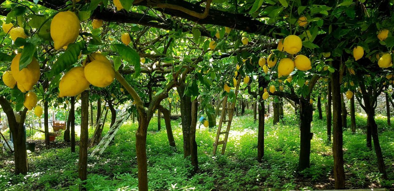 Il Limoneto Degli Angeli Villa Minori Exterior foto